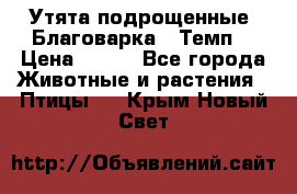 Утята подрощенные “Благоварка“,“Темп“ › Цена ­ 100 - Все города Животные и растения » Птицы   . Крым,Новый Свет